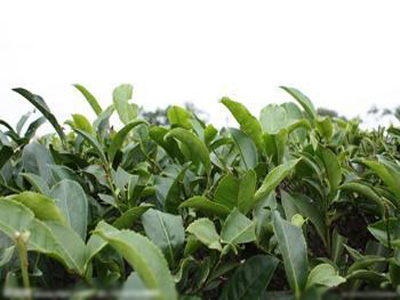顺德茶博会盛大举办  展全国名茶紫砂精品