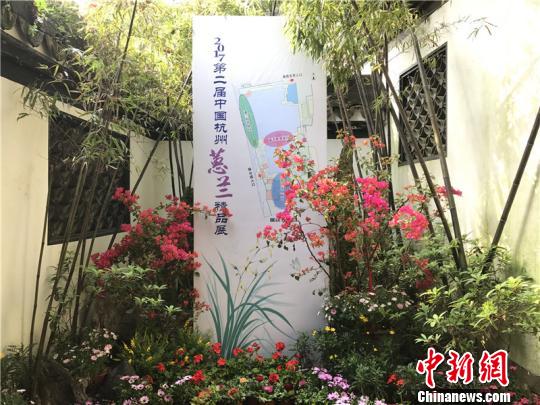 第二届中国杭州蕙兰精品展 清逸素荷每苗值100万元